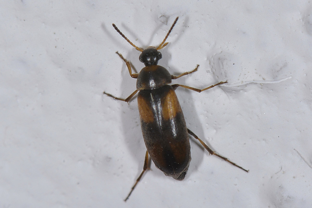 Anaspis quadrimaculata? no, A. fasciata (cf.)